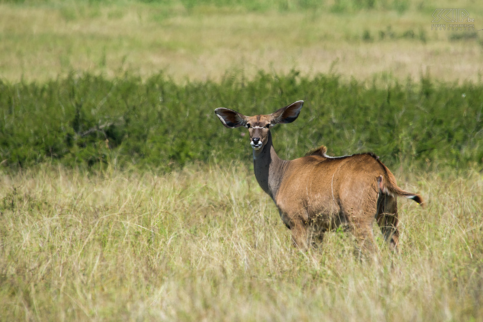 Nechisar - Kudu Female greater kudu (Tragelaphus strepsiceros). Stefan Cruysberghs